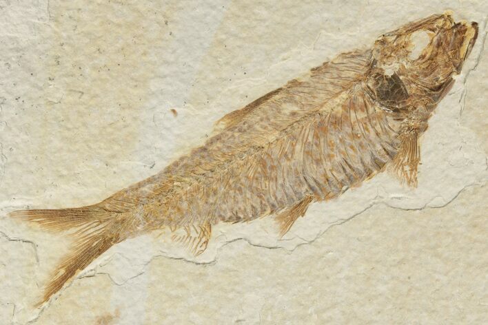 Detailed Fossil Fish (Knightia) - Wyoming #186420